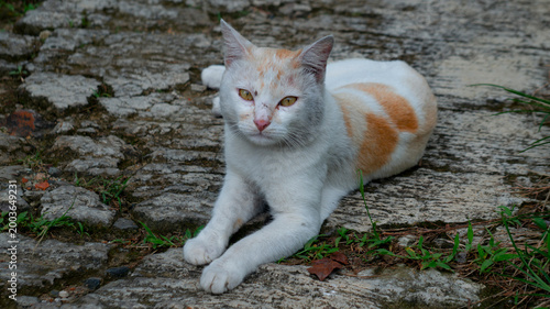 White and Orange Domestic Cat Relaxing on Pavement Outdoors