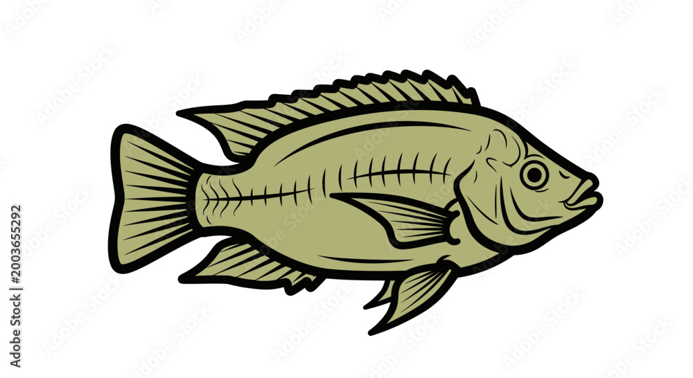 Fototapeta premium Illustration of a Tilapia fish, aquatic animal, isolated on white background