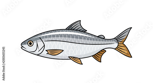 Illustration of a silver fish with striped body and orange fins on white background