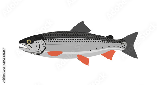 Illustration of a single trout fish, isolated on a white background