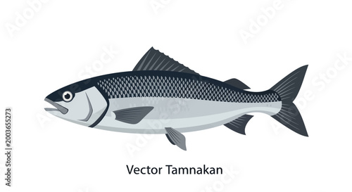Illustration of a single Tamnakan fish, vector graphic, isolated on white background