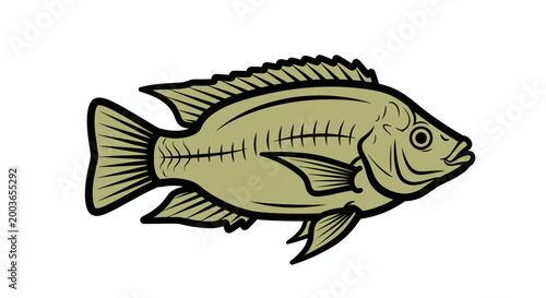 Illustration of a Tilapia fish, aquatic animal, isolated on white background