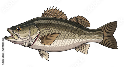 Striped Bass Fish Illustration - Aquatic Wildlife