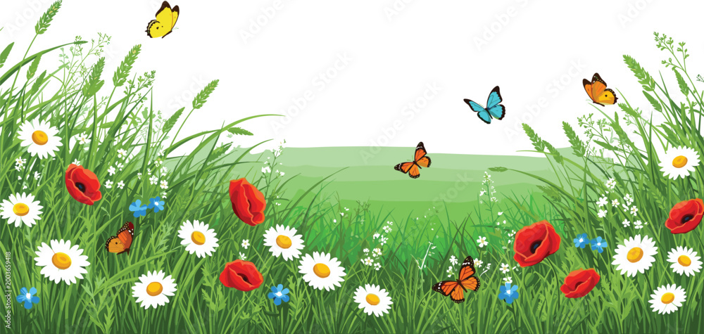 Fototapeta premium Spring meadow frame vector illustration featuring grass, poppies, daisies and butterflies in bright natural landscape design