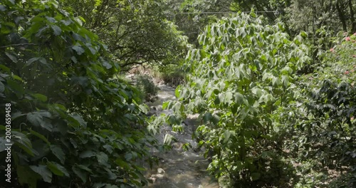 Lush Greenery Along a Stream in Medellin, Colombia