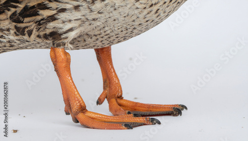 Close up of a duck's orange webbed feet standing on a white surface