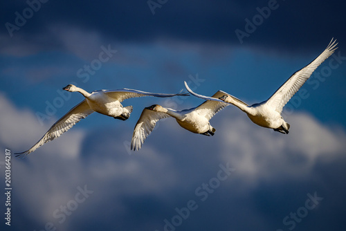 Quadro su tela Trumpeter's swan