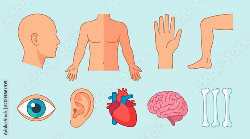 Infographic illustration of human body parts including head, torso, hand, leg, eye, ear, heart, brain, and bones on a light blue background