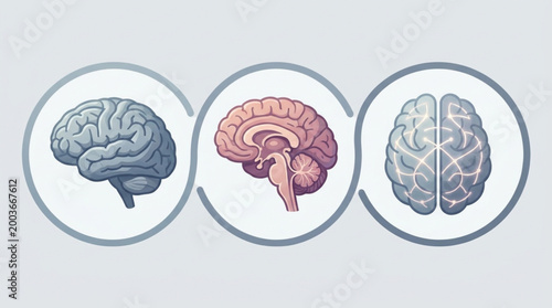Three circular illustrations of human brains in different colors on a light gray background