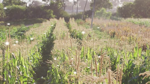 Light breeze sending corn stalks swaying and sunlit particles drifting, adding warm depth