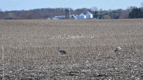 Sandhill Cranes on the Farm