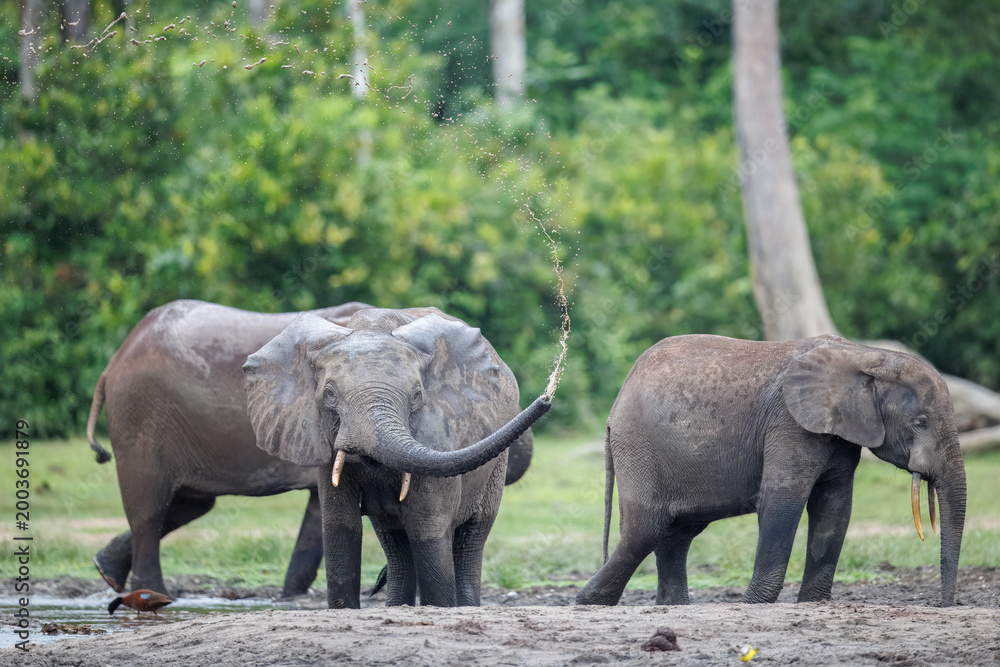Fototapeta premium Forest Elephants at Dzanga Bai digging for mineral rich mud at Dzanga Sangha, Central African Republic
