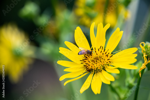 A honey bee pollinates the bright yellow composite flower of a native Cup Plant in a summer wildflower meadow