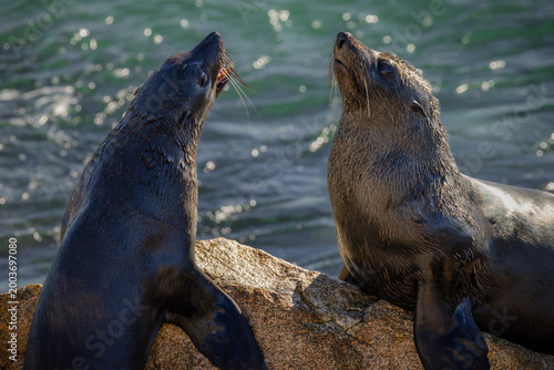 Quadro em tela Two Australian fur seals square up as one protects its rock perch against a newc