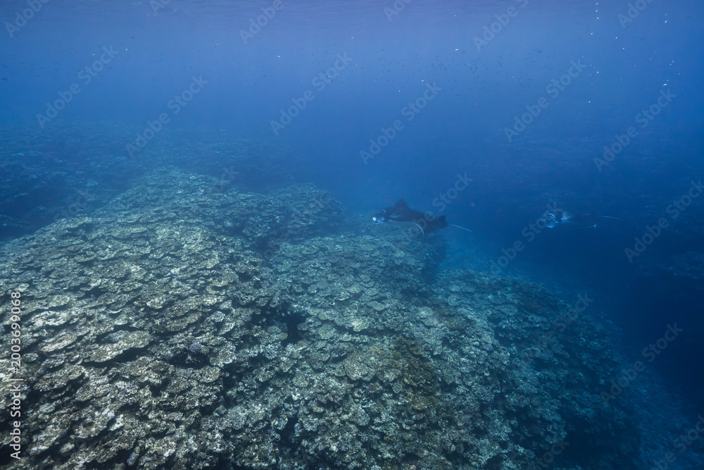 Obraz premium Manta rays in tropical ocean over coral reef with blue water
