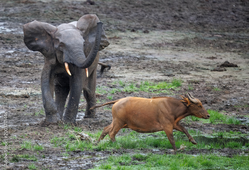 Fotografie Wild African Forest Elephant (Loxodonta cyclotis) chasing a young African forest
