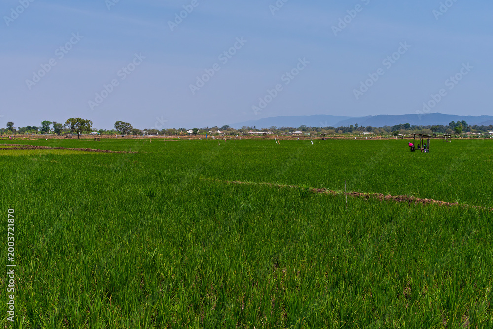 Fototapeta premium verdant field of rice paddies on edge of mto wa mbu village tanzania