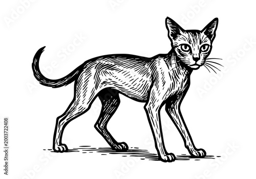 Stray Cat hand drawn simple sketch vector illustration
