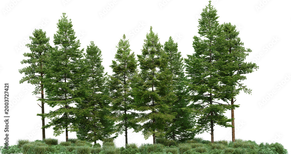 Naklejka premium Coniferous forest on a transparent background