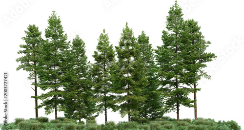 Coniferous forest on a transparent background