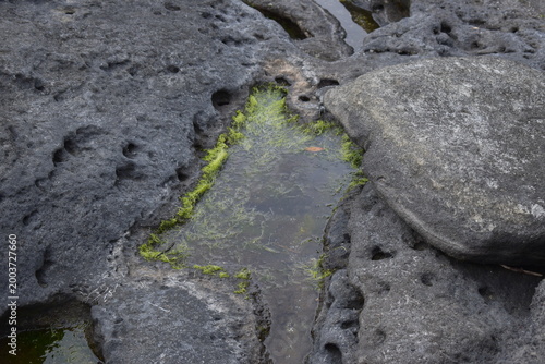 Billede på lærred Small Tide Pool in Volcanic Rock with Green Seaweed.