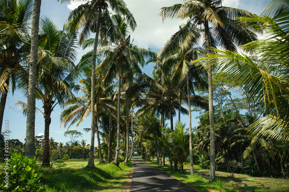Obraz premium Palm trees create a lush canopy over a peaceful pathway