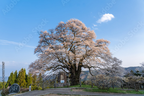Fotografie A single cherry tree shining brightly against a blue sky: Daigo Cherry Tree, Oka