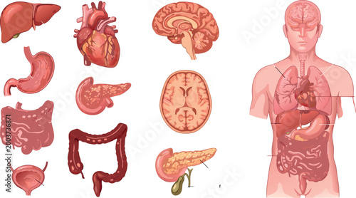 Detailed Medical Illustrations of Human Internal Organs Including Heart Brain Liver and Digestive System