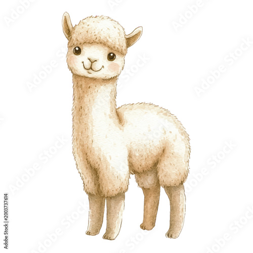 Cute white alpaca standing alone.