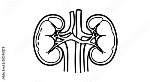 Medical illustration of human kidney anatomy with diagnostic outline