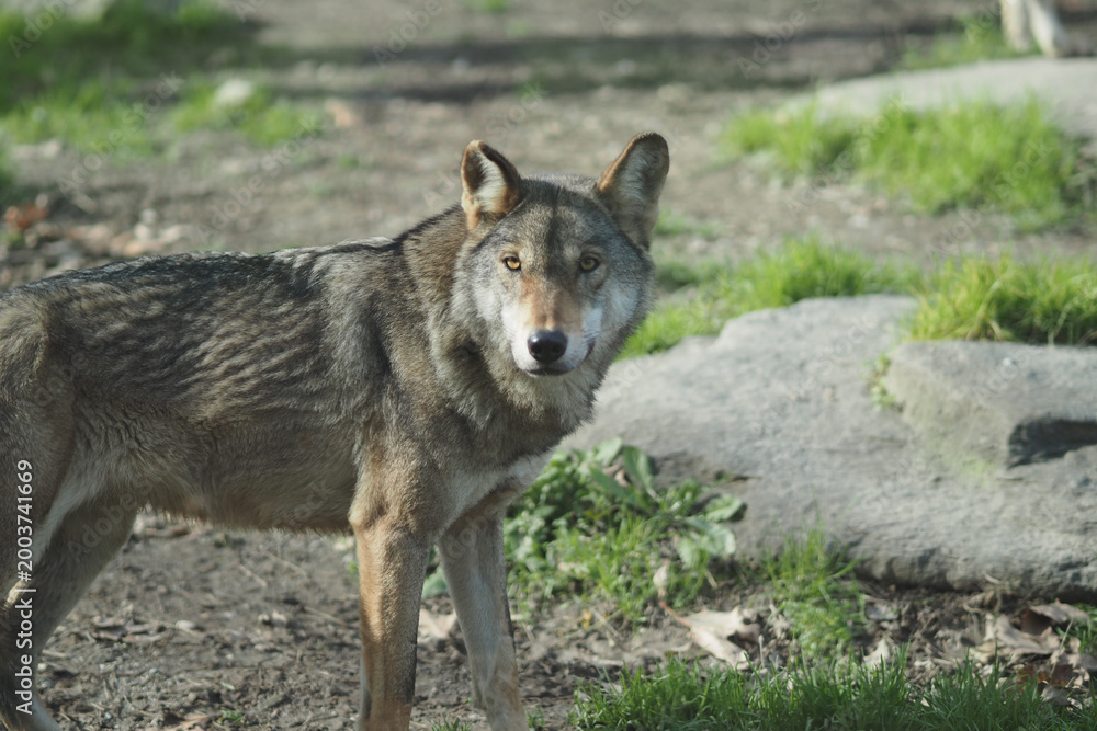 Fototapeta premium Wolf standing in a grassy area at a wildlife park