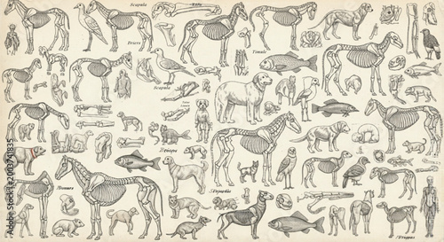 Foto Vintage animal anatomy diagrams, antique biological sketches of mammals and bird