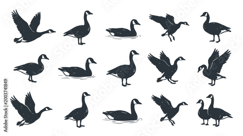 Silhouette collection of canadian goose vector showing various poses like flying swimming standing and landing dark wild bird icons isolated on white background for nature design