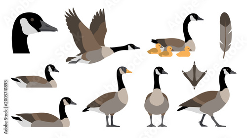 Flat Style Canadian Goose Vector Set Featuring Various Poses Like Flying Swimming Standing Profile Head Cute Goslings Feather And Footprint Isolated On White Background Elements