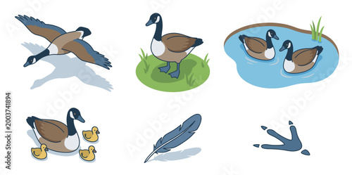 Isometric Canadian Goose Vector Collection Showing Birds Flying Swimming Standing With Cute Goslings On Water Include Single Feather And Footprint Track Elements For Nature Design