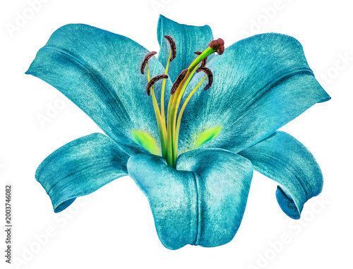 Fotografie Lily  flower  on  isolated background with clipping path