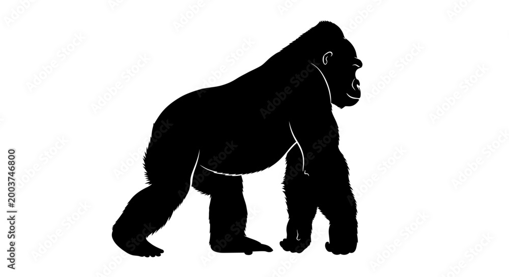 Obraz premium Large Black Gorilla Silhouette Walking Sideways.