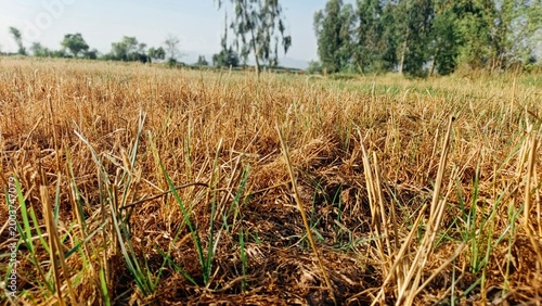 Canvastavla Harvested wheat field with dry stubble and new green growth, rural agriculture l