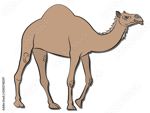A camel in cartoon style on a white background.