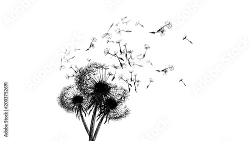 Quadro em tela Dandelion seeds flying on white background, soft memorial and mourning concept, symbol of farewell, remembrance, grief and peaceful trauer design for sympathy visuals