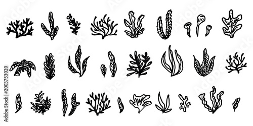 Hand drawn sea coral and seaweed doodle set Tropical underwater flora, aquarium plants, ocean plant, algae, coral reef, leaves, branches