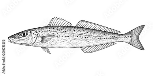 King George Whiting Fish Vintage Engraving Vector Illustration
