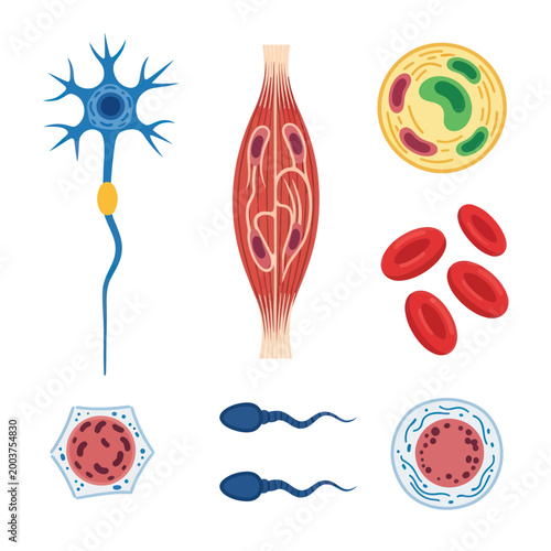 Human Cells and Tissues Illustration: Neuron, Muscle, Blood Cells, Sperm, Ovum