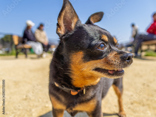 ドッグランの犬