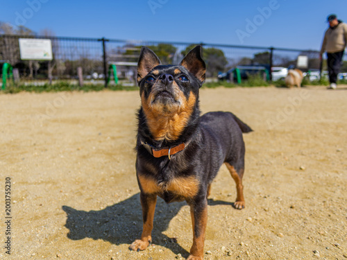 ドッグランの犬