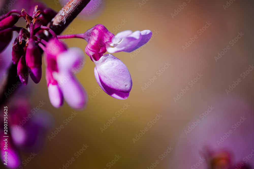 Obraz premium Close-up of Purple Judas Tree Blossoms