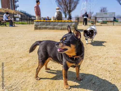 ドッグランの犬