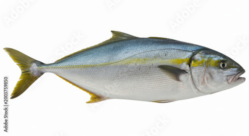 Fresh whole yellowtail fish isolated on a white background, for seafood culinary