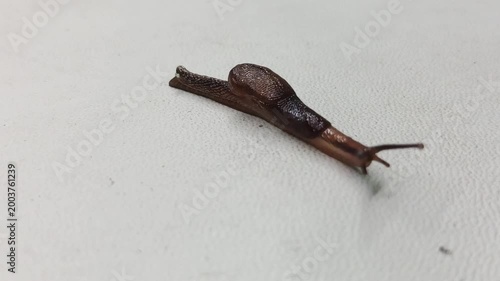 a brown, half-bodied snail moving across a white, textured surface.
