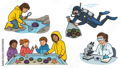 Sea urchin vector illustration set showing marine biology research, kids at touch pool, scuba diver collecting, and scientist examining in lab.